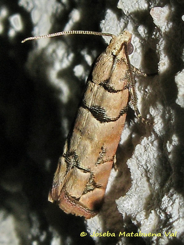 Micro da id - Pseudococcyx tessulatana, Tortricidae